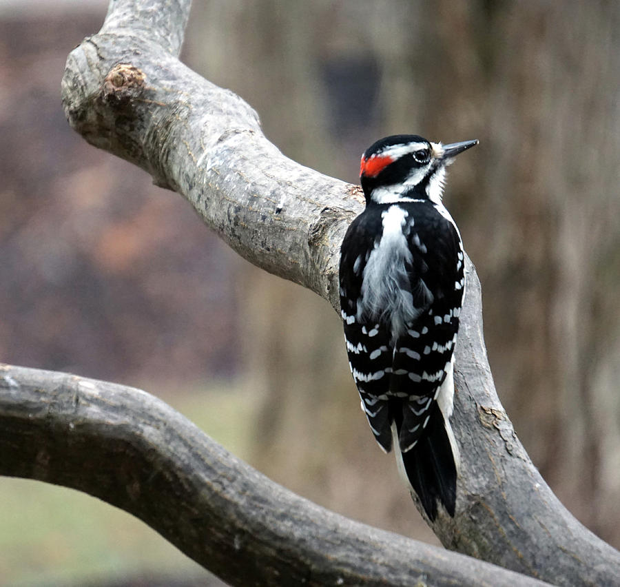 Woodpecker at Work Photograph by Barbara Swinton - Fine Art America