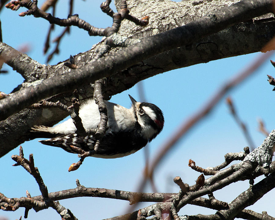 Woodpecker Beneath A Branch Photograph by William Selander