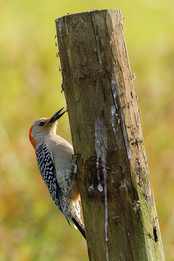 Woodpecker Buffet Photograph by Dawn Currie