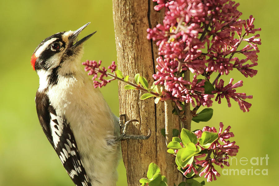 Woodpecker Calling Among Flowers Photograph by Max Allen