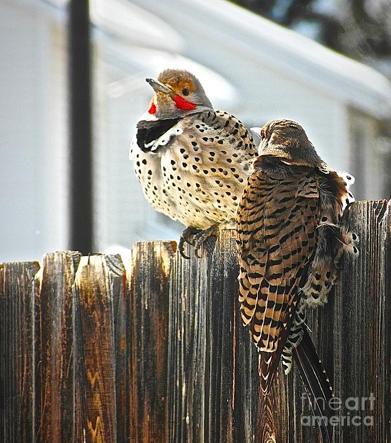 Woodpecker couple have a break Photograph by Elisabeth Derichs