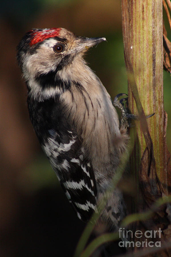 Woodpecker Photograph - Woodpecker. Dendrocopos minor . Portrait by Svetlana Ledneva-Schukina