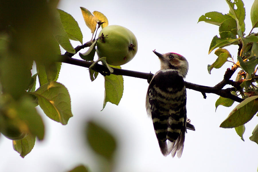 Woodpecker. Dendrocopos minor Photograph by Svetlana Ledneva-Schukina
