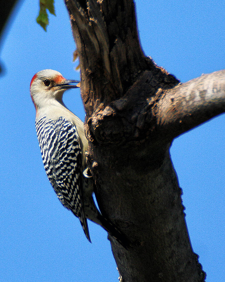 Woodpecker Feeding Photograph by William Selander