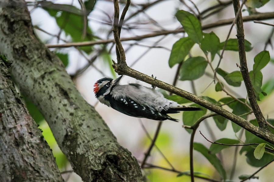 Woodpecker Hanging out Photograph by David Lee