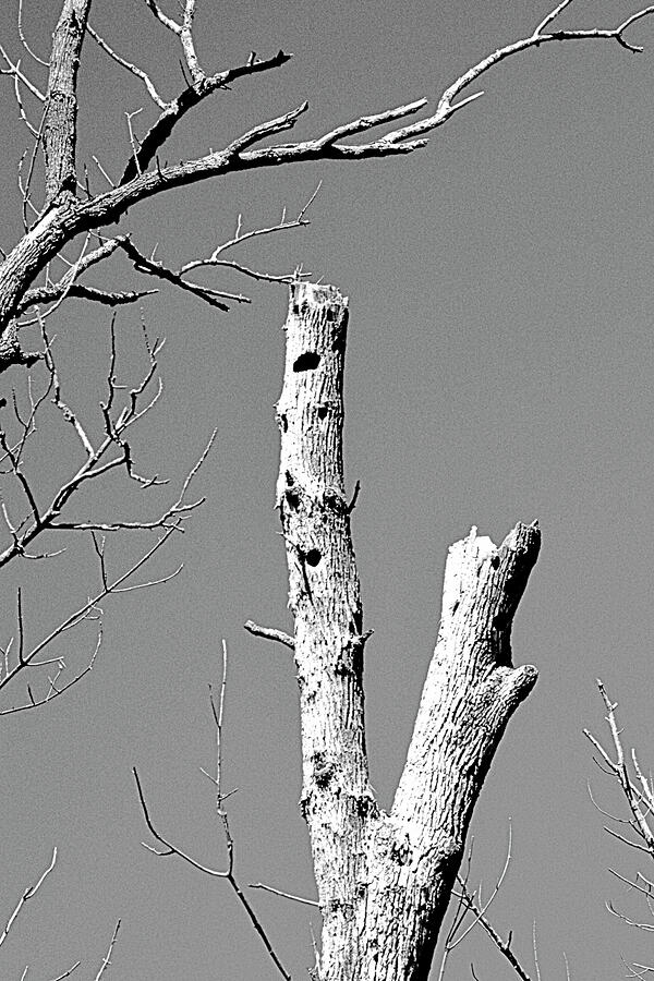 Woodpecker Holes Photograph by Randy J Heath