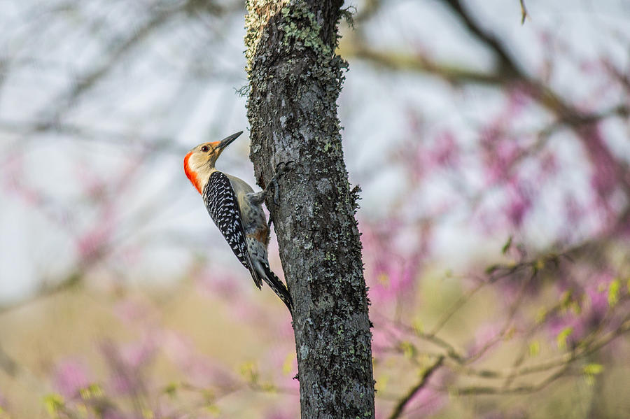 Woodpecker Photograph - Woodpecker in a tree by Lisa Lemmons-Powers