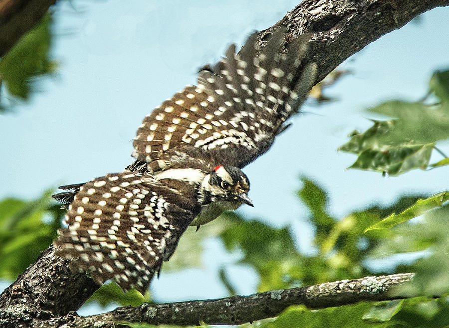 Woodpecker in Flight Photograph by Joe Granita - Pixels