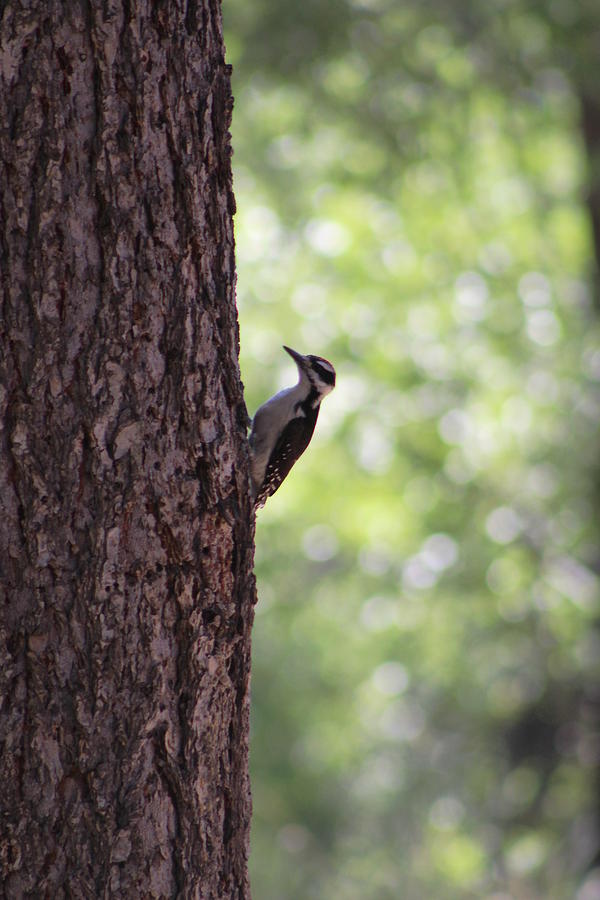 Woodpecker in New Mexico Photograph by Colleen Cornelius