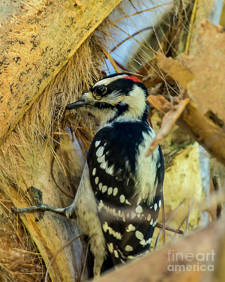 Woodpecker in Palm Tree Photograph by Stephen Whalen