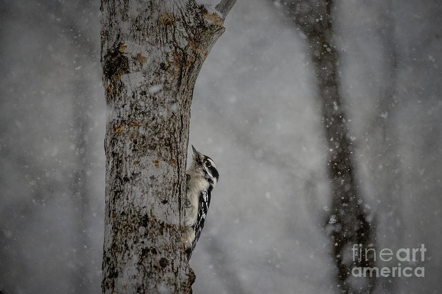 Woodpecker in Snowstorm Photograph by Angie Rea