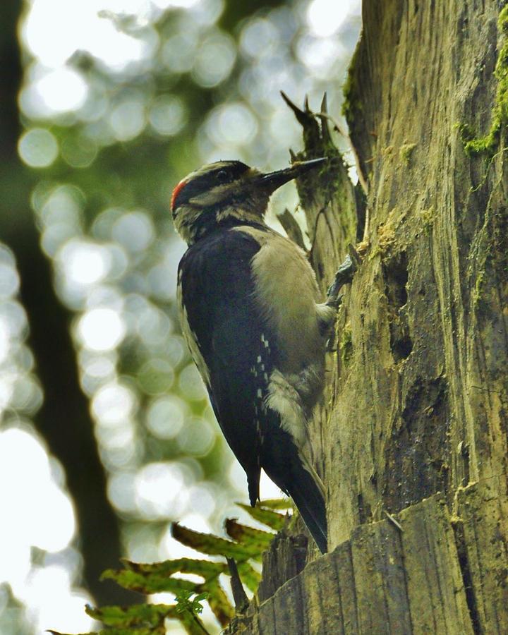 Woodpecker in the Forest Photograph by Charles Lucas