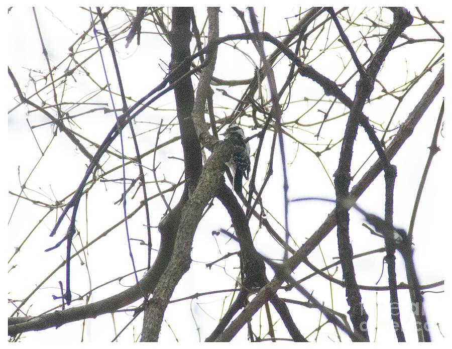 Woodpecker in the Forest Photograph by Rebecca Pavelka - Pixels