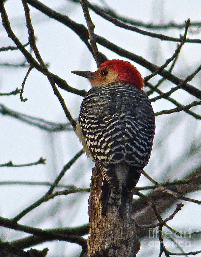 Woodpecker in Winter Photograph by Jean Wright