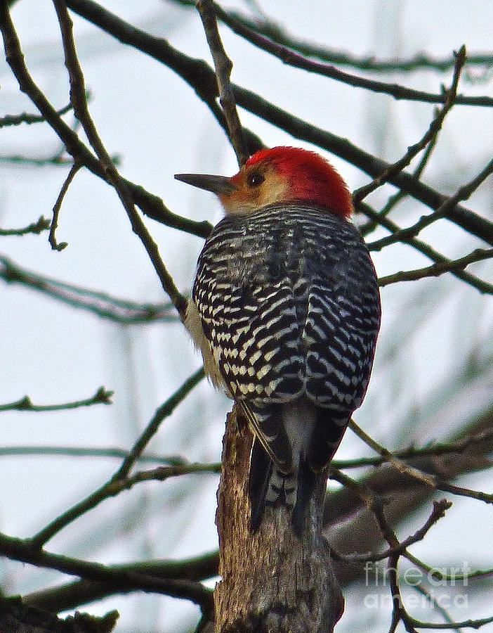 Woodpecker in Winter by Jean Wright Woodpecker in Winter by Jean Wright