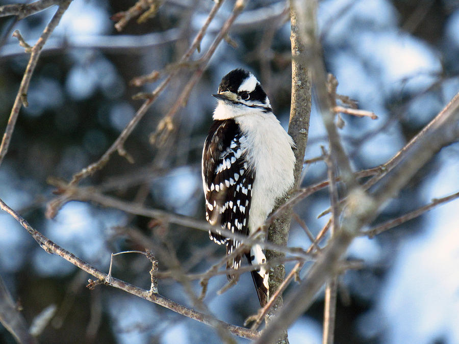 Woodpecker Photograph - Woodpecker by Inge Van Balkom