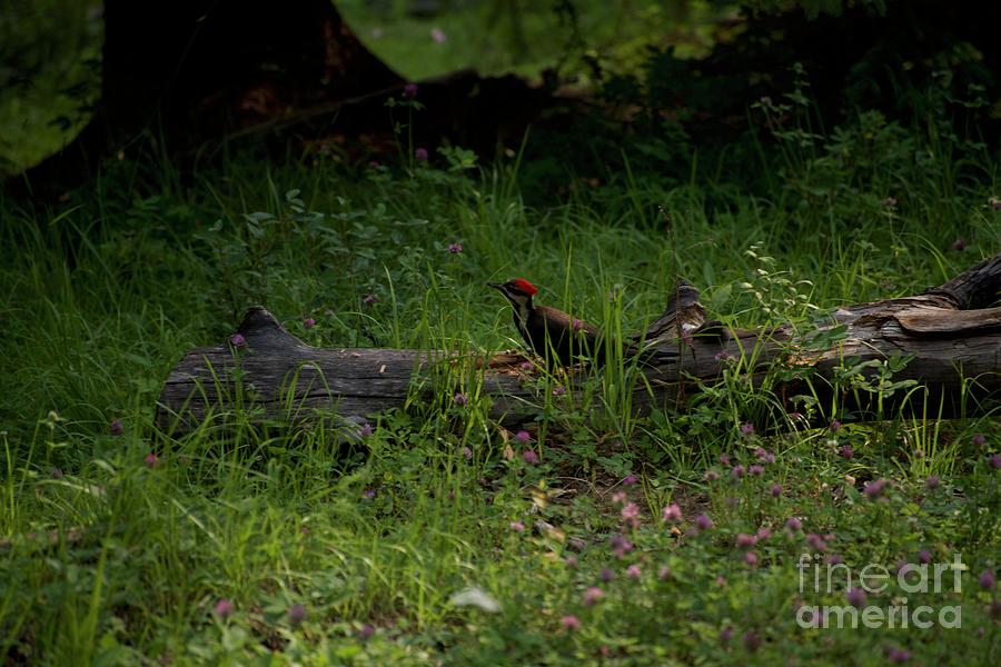 Woodpecker Photograph by Jim Hogg