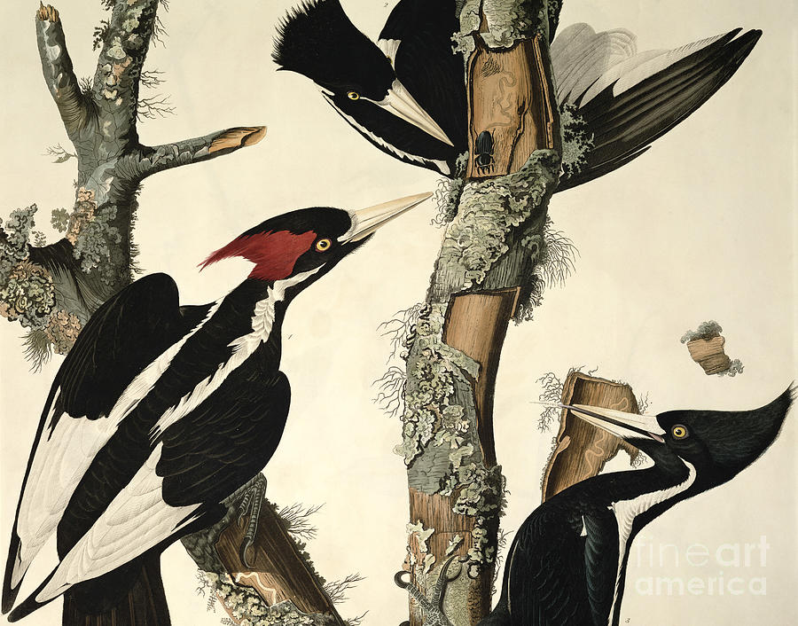 John James Audubon Drawing - Woodpecker by John James Audubon