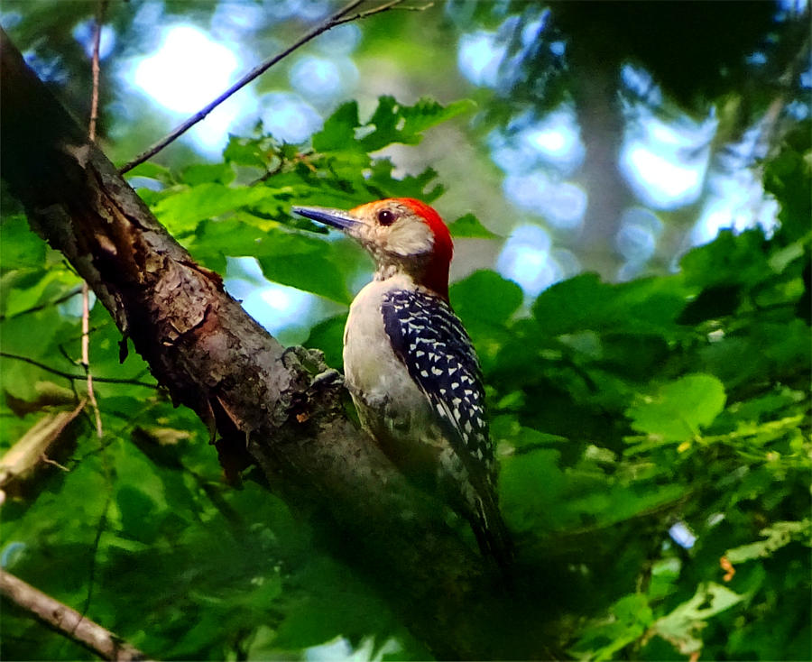 Woodpecker Photograph by Lilia S