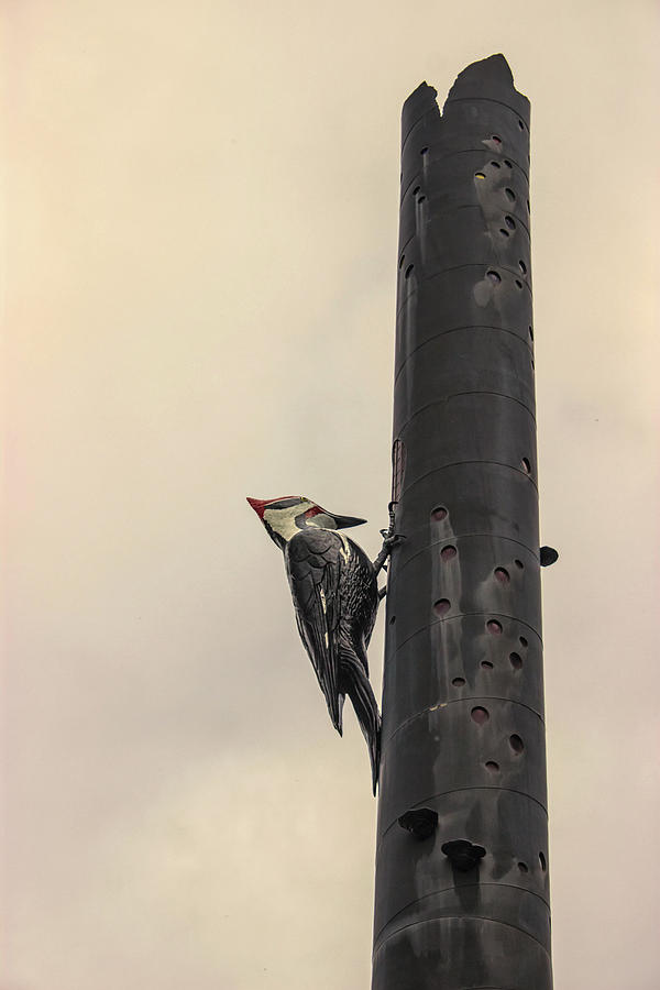 Up Movie Photograph - Woodpecker by Martin Newman