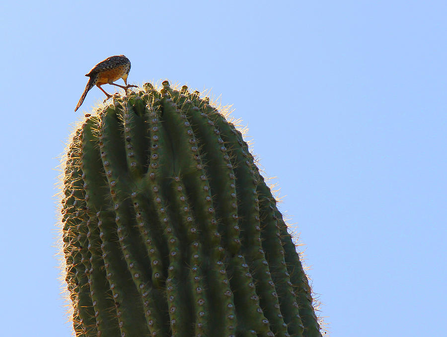 Woodpecker On A Cactus Photograph by Lorraine Baum