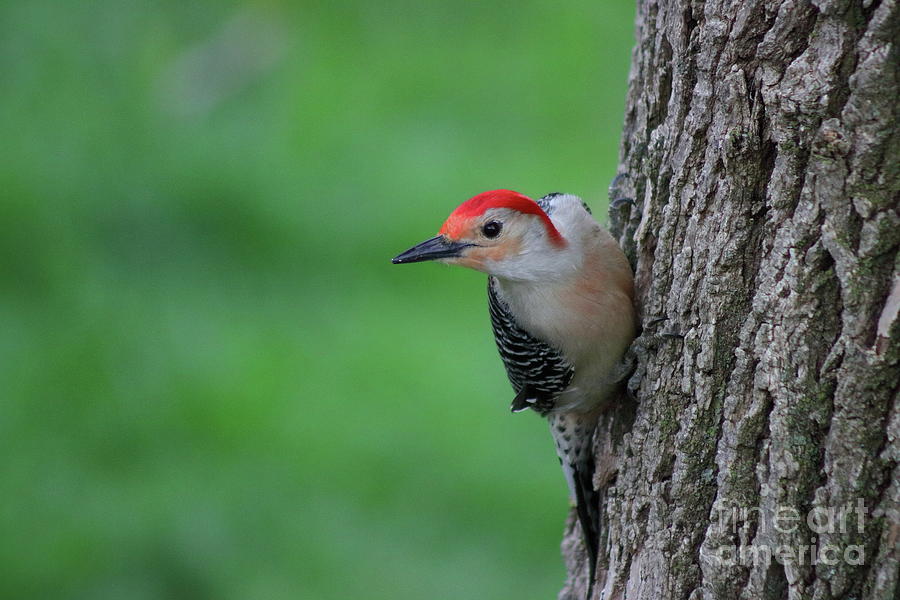 Woodpecker on Alert Photograph by Erick Schmidt