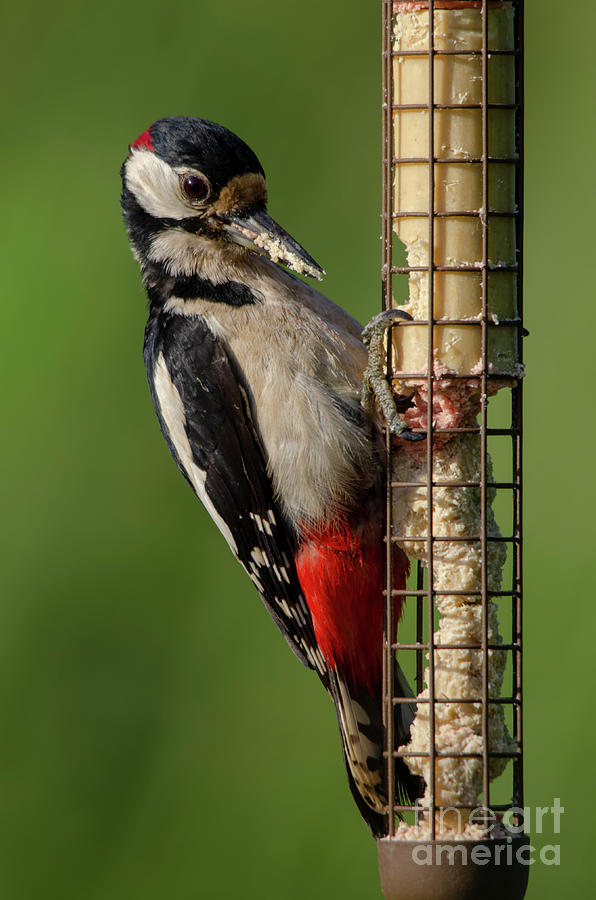 Woodpecker on feeder Photograph by Steev Stamford