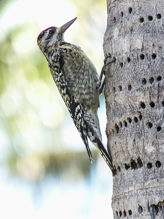 Woodpecker on Palm Photograph by Bob Slitzan