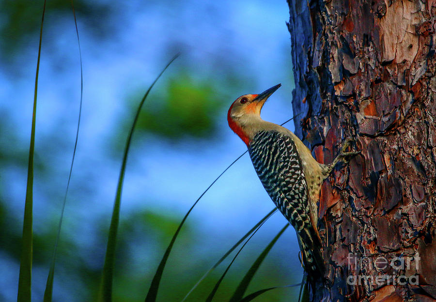 Woodpecker on Tree Photograph by Tom Claud