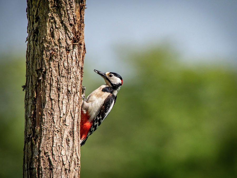 Woodpecker Pecking Wood Photograph by Framing Places