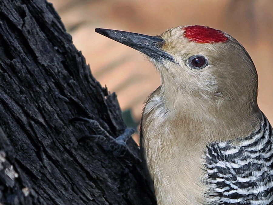 Woodpecker Photograph - Woodpecker Portrait by Hazel Vaughn