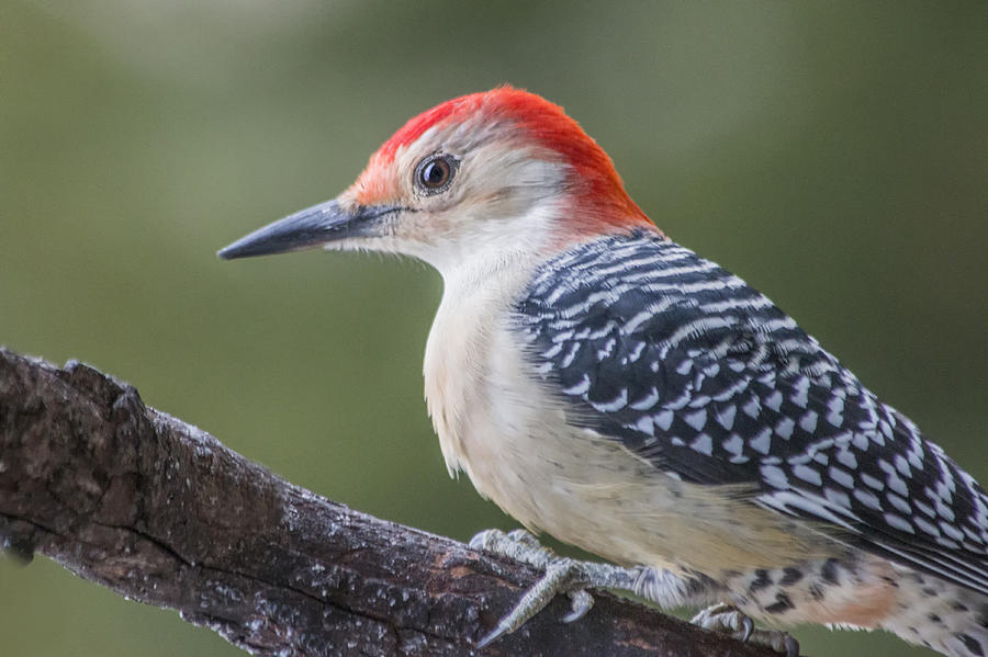 Woodpecker Profile Photograph by Sue Matsunaga - Pixels