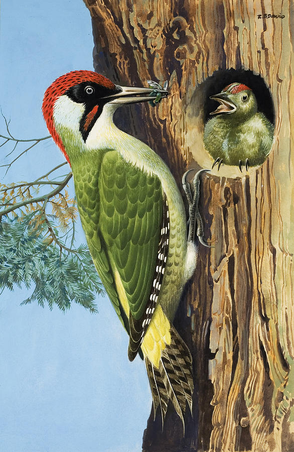 Woodpecker Painting - Woodpecker by RB Davis