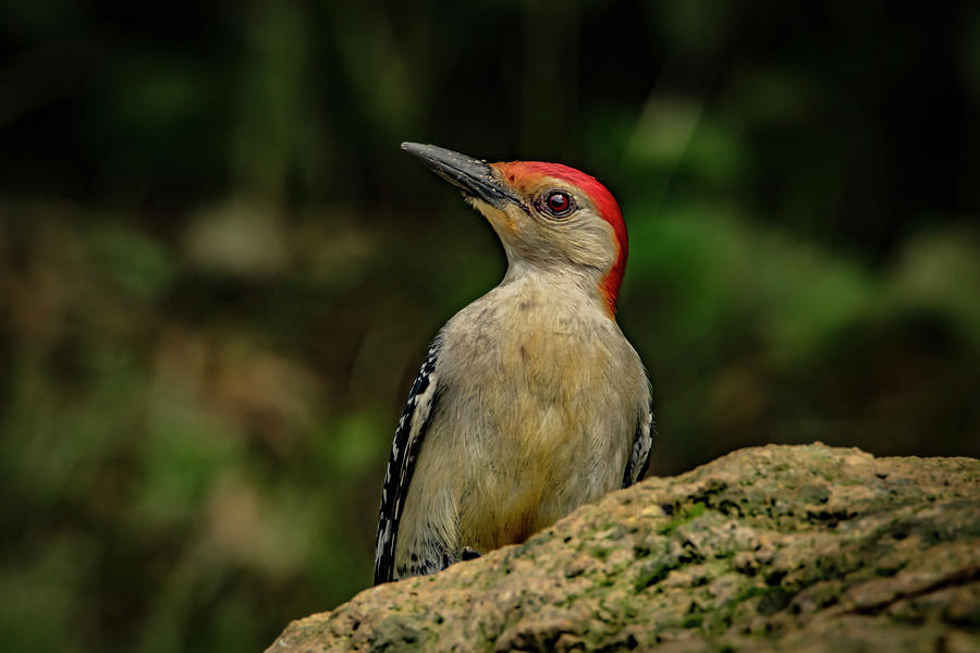 Woodpecker Rock Photograph by Ray Congrove