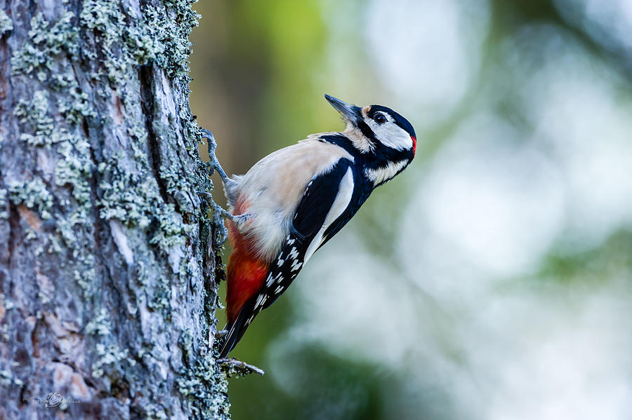 Woodpecker, the Great Spotted  Photograph by Torbjorn Swenelius