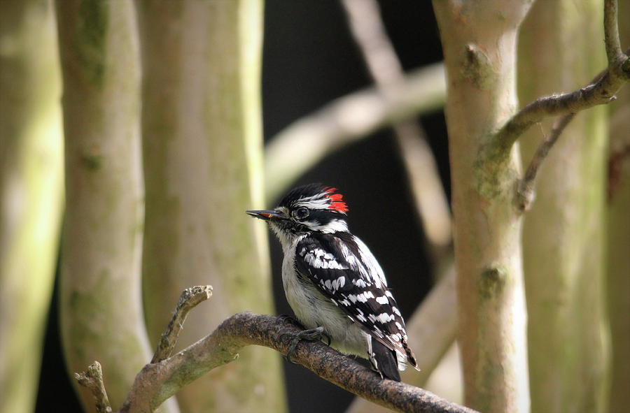 Downy Woodpecker Photograph by Trina Ansel