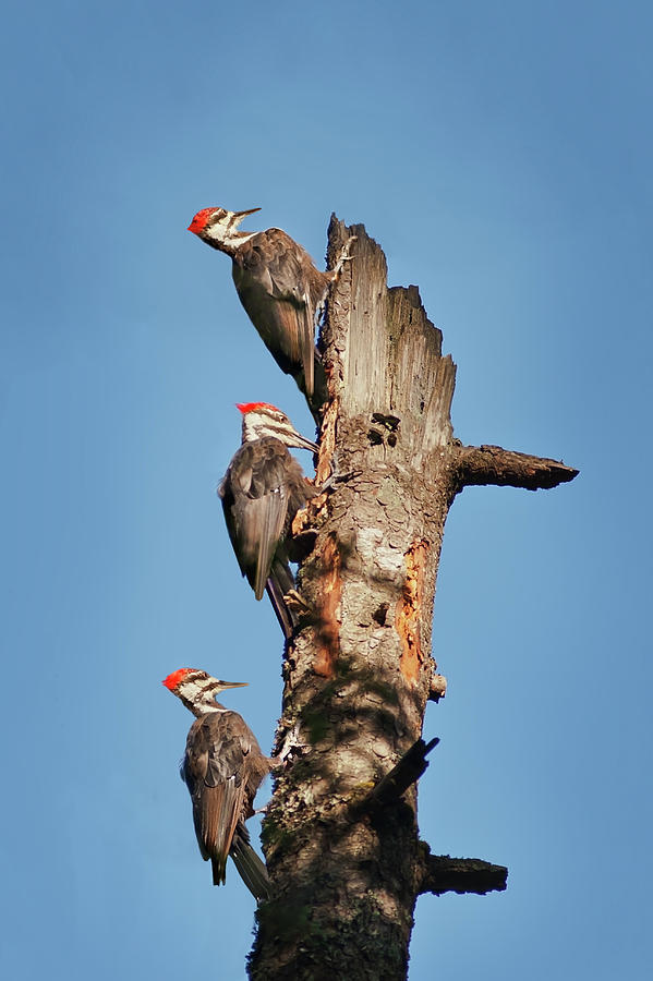 Woodpecker Trio Photograph by John Christopher