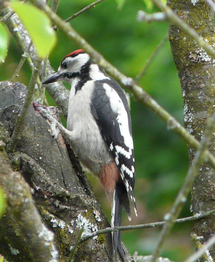Woodpecker Photograph by Valerie Ornstein
