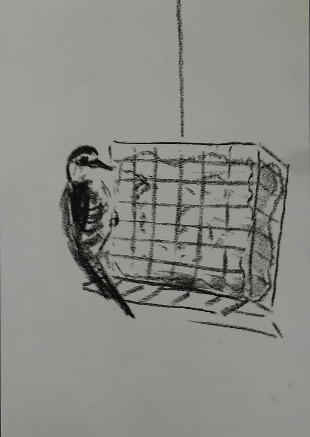 Woodpecker Drawing by Violet Jaffe