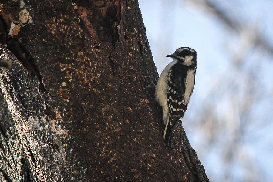 Woodpecker Photograph by Viviana  Nadowski