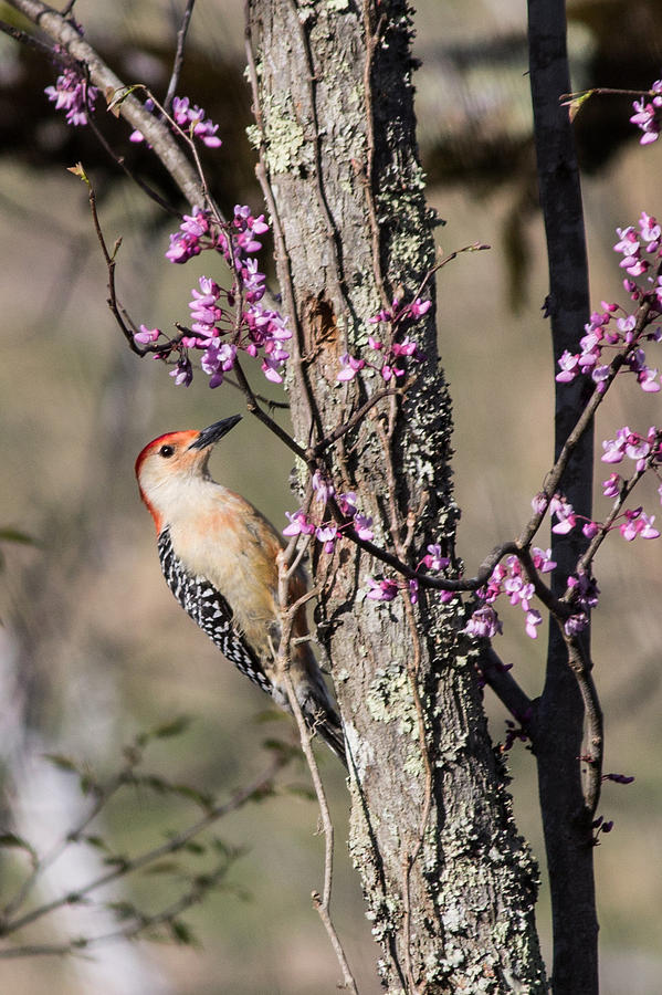 Bird Photograph - Woodpecker with redbud tree by Lisa Lemmons-Powers