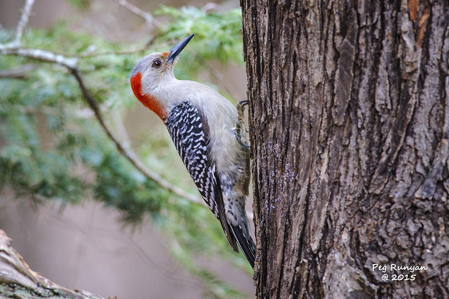 Woodpecker Wonder Photograph by Peg Runyan