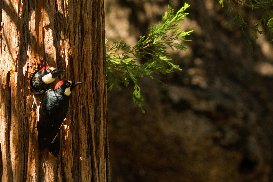 Woodpeckers at Mount Palomar, California Photograph by Lawrence S Richardson Jr