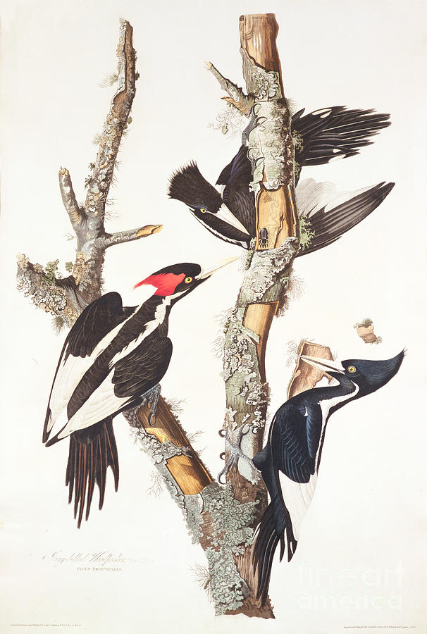 Bird Painting - Woodpeckers by John James Audubon