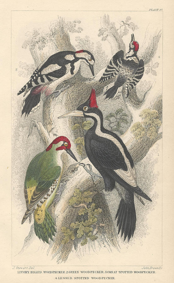 Woodpeckers Drawing by Dreyer Wildlife Print Collections 