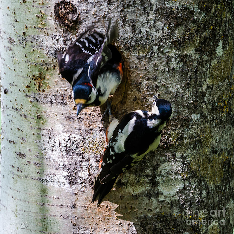 Woodpeckers Photograph by Torbjorn Swenelius