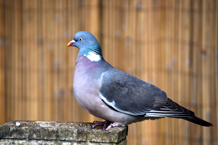 Woodpigeon Photograph by Chris Day