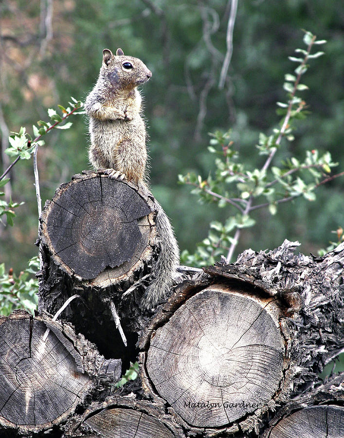 Woodpile Squirrel Photograph by Matalyn Gardner