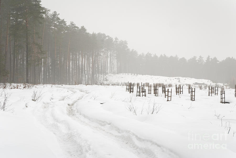 Winter Photograph - Woods and field in snowy winter by Arletta Cwalina