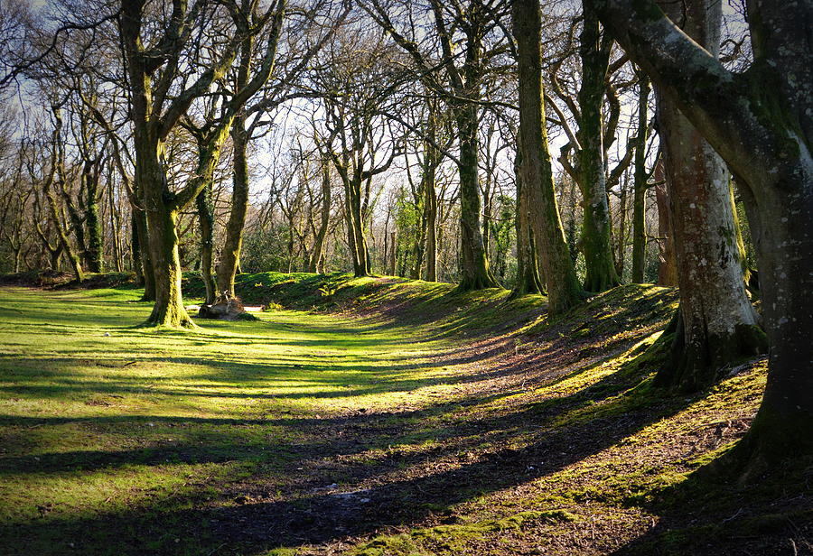 Woods Photograph by Andy Thompson